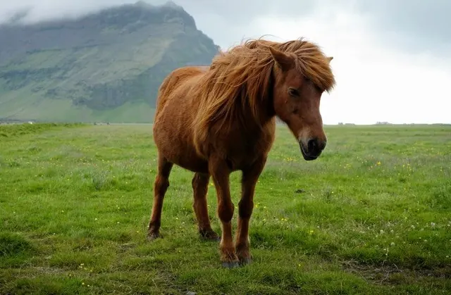 A shaggy chestnut horse stands in green grass beneath a mist covered Icelandic mountain.