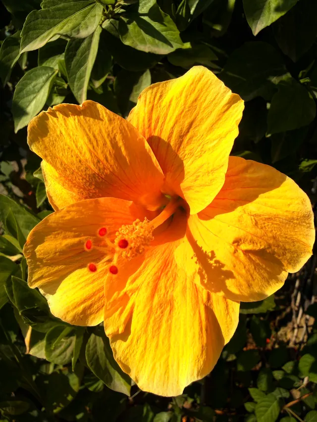 A golden yellow hibiscus with red stigma tips in bright sunlight against dark green leaves.