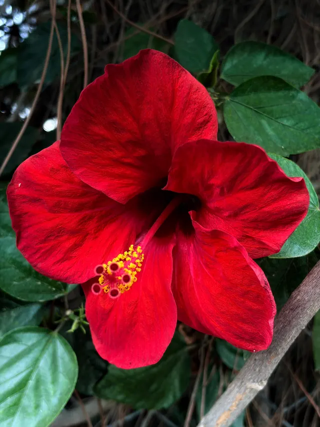 five red petals, diagonal staminal column, yellow anthers and dark leaves.
