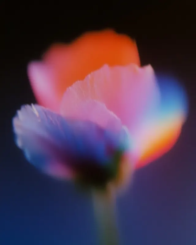 Softly defocused orange, pink, violet and cyan petals emerge from a nearly black background on a faint green stem