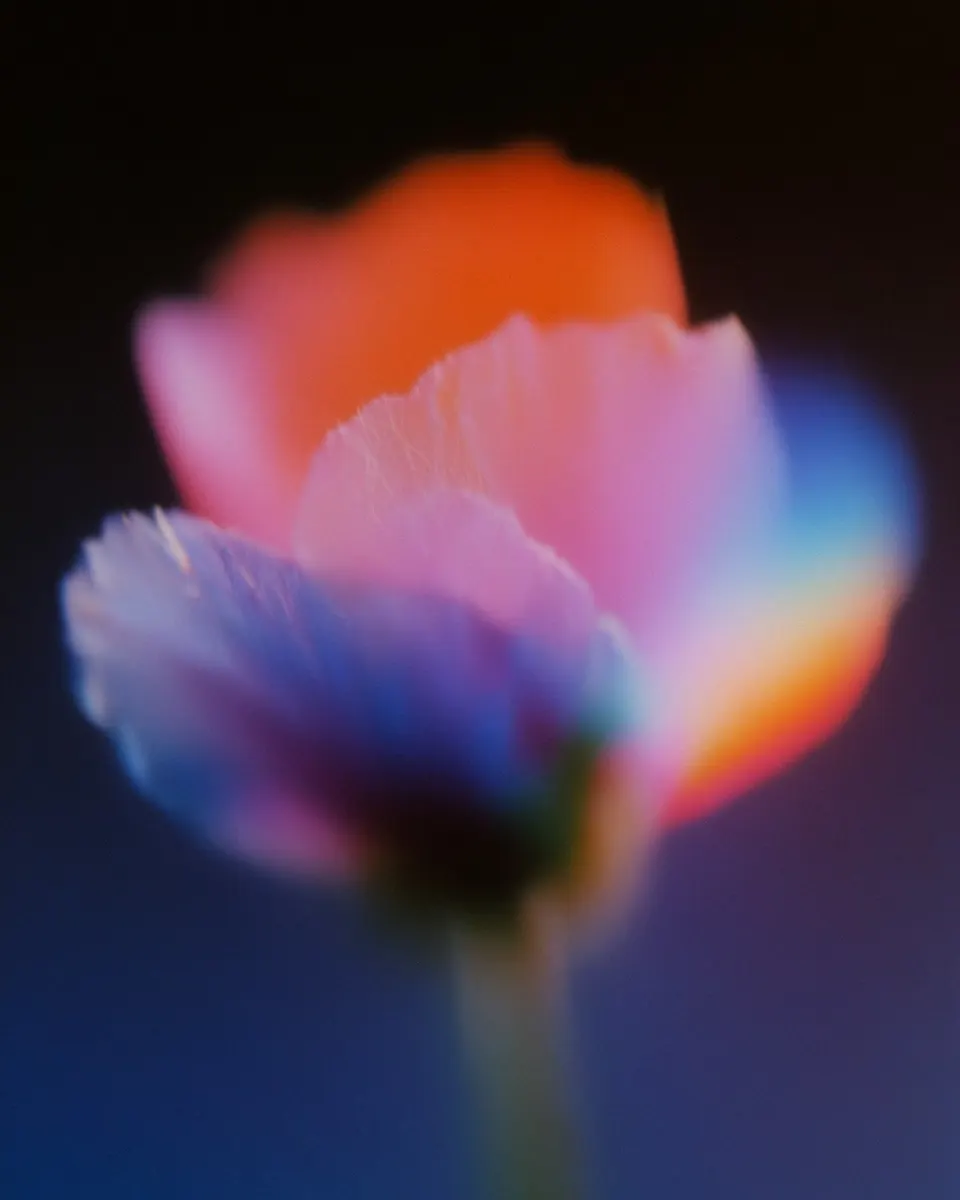 Softly defocused orange, pink, violet and cyan petals emerge from a nearly black background on a faint green stem
