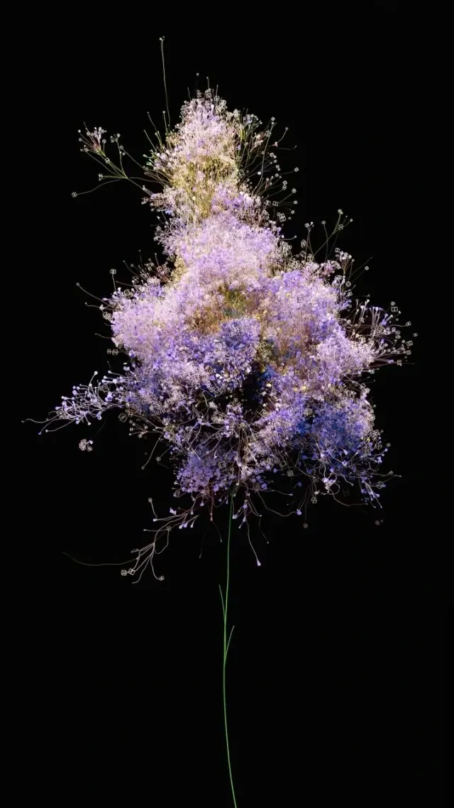 Slender green stem supporting a delicate cloud of pale lavender blossoms against black