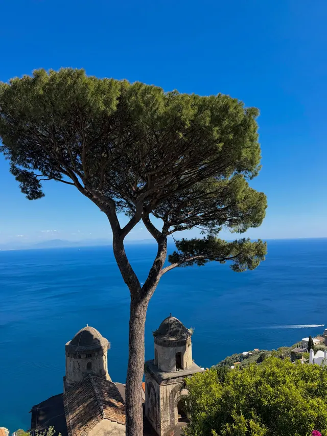Pine Above Capri