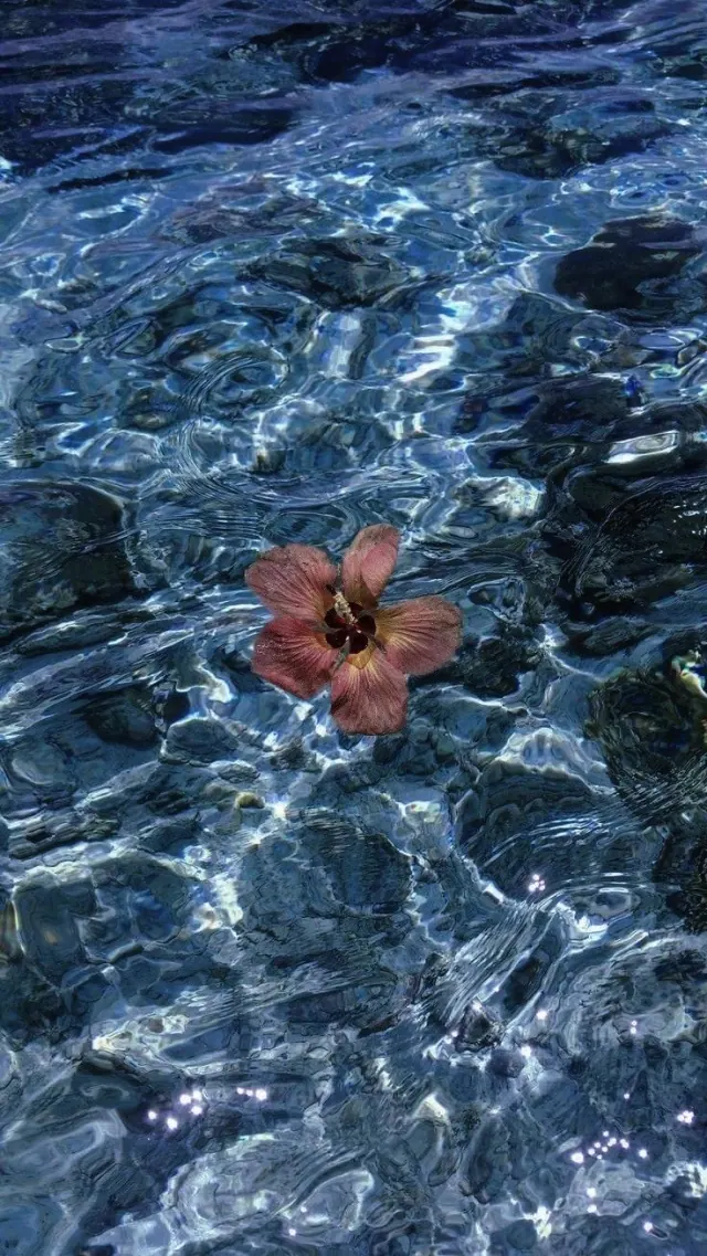 Five pink hibiscus petals with fine veins and a dark throat float at the center of vivid blue rippling water